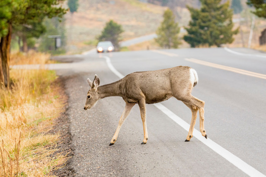 Among recently surveyed Wyomingites, 88% support constructing wildlife crossings across major highways intersecting with known migration routes, though only 48% consider the loss of wildlife and fish habitats an extremely or very serious problem, according to the 2024 State of the Rockies Project poll. (Danita Delimont/Adobe Stock)