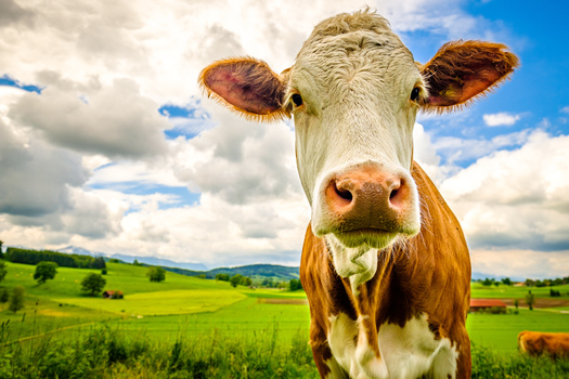 Scientists said the E. coli bacteria can grow in the intestines of cattle and other ruminating animals without causing the animal any symptoms. When they defecate, the fecal matter is contaminated with the toxic organism. (Adobe Stock)
