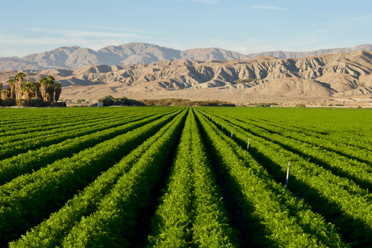The total acreage of farm and ranch land in Arizona for 2022 was 25,525,087, down 2.3% from five years ago. (Adobe Stock)