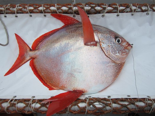Opah are often caught as incidental catch alongside tuna. (NOAA/Flickr)