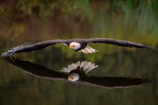 Thanks to conservation efforts, bald eagles now reside in all 16 Maine counties. More than half the population still nests in three Downeast counties: Hancock, Penobscot, and Washington, according to the Maine Department of Inland Fisheries and Wildlife. (Adobe Stock) 