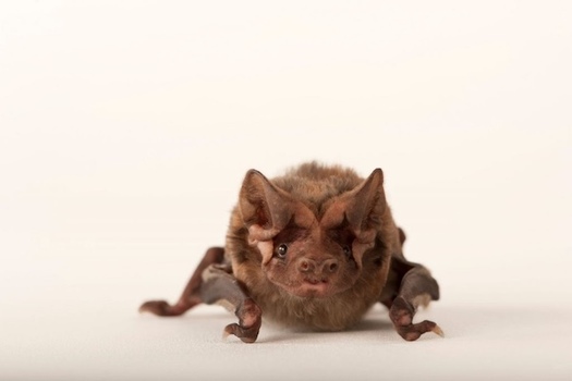 A critically endangered Florida bonneted bat. (Bat Conservation International)