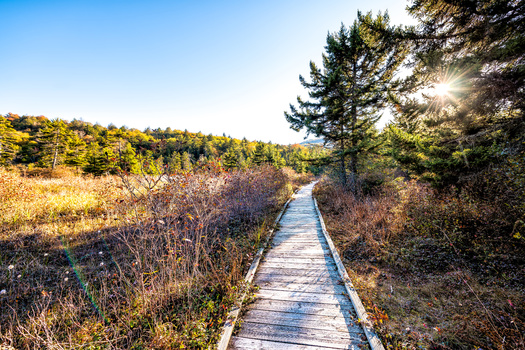 The Cranberry Glades, located in the Monongahela National Forest, protects the largest area of bogs or acidic wetlands in West Virginia, according to the Pocahontas County Convention and Visitors Bureau. (Adobe Stock) 