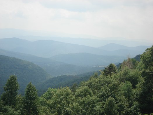 At least 75 tree species, more than 225 bird species and eight federally listed, threatened or endangered bird, bat, salamander and plant species call the Monongahela National Forest home, according to the U.S. Forest Service. (Wikimedia Commons)