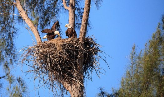 Bald eagle nests can be up to 12 feet high, 8 feet across and weigh as much as 2,000 pounds. (Adobe Stock) 