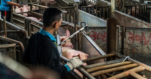 An undercover investigator looking into abuse at animal auctions says mistreatment becomes normalized, as workers are pressured by management to move animals in and out, quickly. (Photo courtesy of Ron Chiang/We Animals)