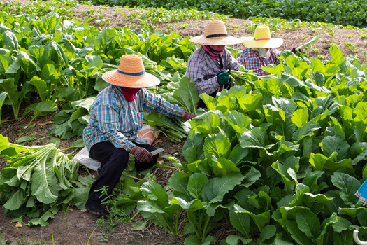 According to the USDA, hired farmworkers represent less than 1% of all U.S. wage and salary workers, yet they are vital to the nation's agricultural industry. (Adobe Stock) 