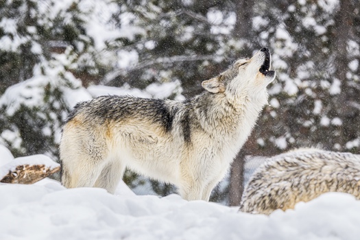 As apex carnivores, wolves sit at the top of the food chain, affecting everything in surrounding ecosystems, from elk to soil. (Adobe Stock)