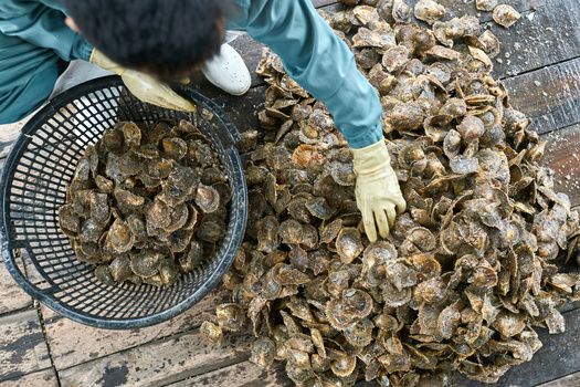 The oysters planted by the foundation will filter more than 5 million gallons of water each day. (Adobe Stock)