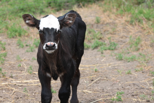 Nebraska produced more than 7.6 billion pounds of beef in 2023, remaining among the nation's leaders in beef production. (Adobe Stock)