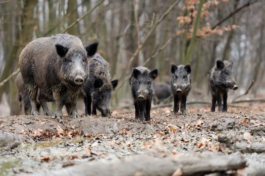 Feral hogs breed year-round and can have up to 12 piglets per litter, making population control difficult. (byrdyak/Adobe Stock)