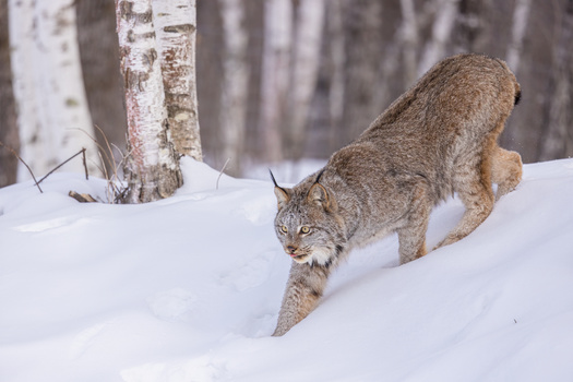 Canada lynx in the contiguous United States were listed as threatened under the Endangered Species Act in 2020, so their habitat must be considered by agencies pursuing logging projects. (Stan/Adobe Stock)