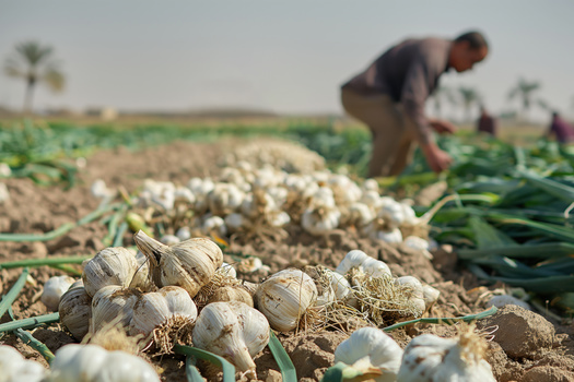 Climate change threatens many New Mexico crops, including chiles, onions, garlic and pecans. (TatianaEvdokimova/Adobe Stock)