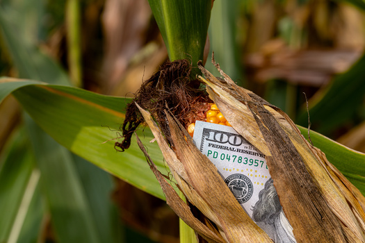 Ohio is the nation's fifth-largest producer of soybeans and corn, making agricultural policies like the Farm Bill critical for its economy. (JJ Gouin/Adobe Stock)