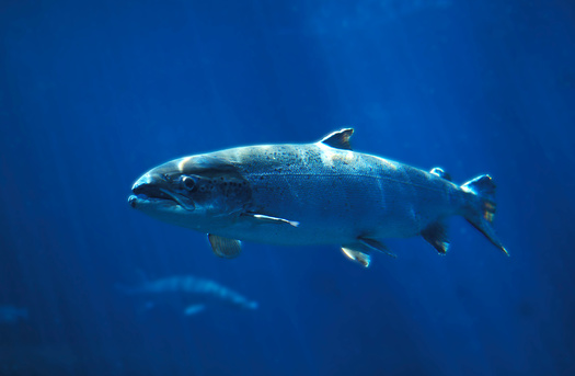 Opponents of genetically engineered fish say if they escaped into the wild, they could bring disease and competition to the 25% of freshwater fish, including Atlantic salmon, already at risk of extinction. (Adobe Stock)