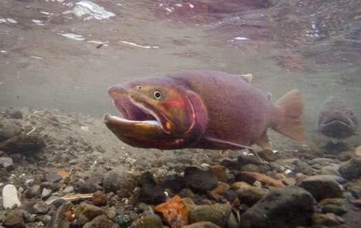 The Yellowstone cutthroat trout and the Westslope cutthroat trout are both threatened species. Projects along Wyoming's Hoback River could help. (Neal Herbert/NPS)