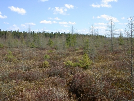 Peatlands store up to 30% of the world's terrestrial carbon despite occupying just 3% of its land surface. (Photo courtesy Minnesota DNR)