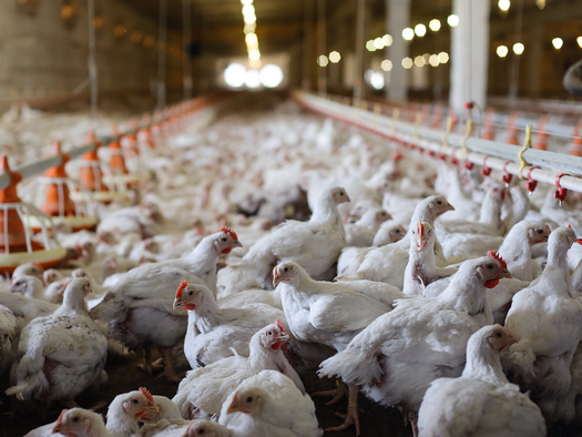 President-elect Trump's pick to head the Department of Health and Human Services, Robert F. Kennedy, Jr., is a fan of raw milk, which can contain dangerous pathogens and spread zoonotic diseases, like avian flu. (Adobe Stock)