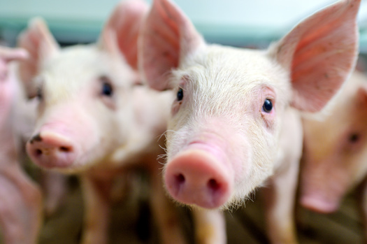 According to Feeding Indiana's Hungry, seven in 10 Hoosiers have skipped meals in the past year. (Adobe stock)