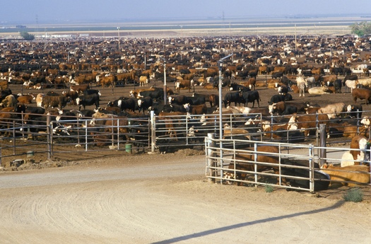 The average Colorado feedlot now holds 13,000 cattle. (Adobe Stock)