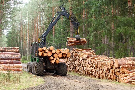 Hurricane Helene swept through 8.9 million acres of Georgia's forestlands on September 26, 2024, causing an estimated $1.28 billion in timber losses. (Adobe Stock) 