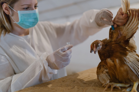 Since 2022, nearly 135 million domestic birds in all 50 states have been affected by avian flu. (hedgehog94/Adobe Stock)