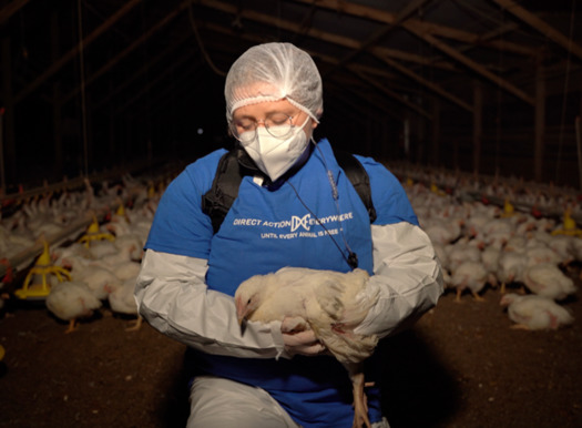 Activist Zoe Rosenberg removed four chickens from Perdue's Petaluma Poultry farm and brought them to a veterinarian for medical treatment. (Direct Action Everywhere)