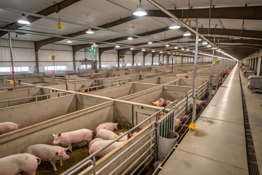 Iowa is home to more than 25 million pigs, making it the largest pork producer in the United States. (Adobe Stock)