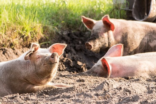 The 2023 Exposing Agricultural Trade Suppression (EATS) Act (H.R. 4999/S. 2619), sponsored by Sen. Roger Marshall, R-Kan., and Rep. Ashley Hinson, R-Iowa, was a revised version of the 2021 bill, which also failed to pass. (Pixabay) 