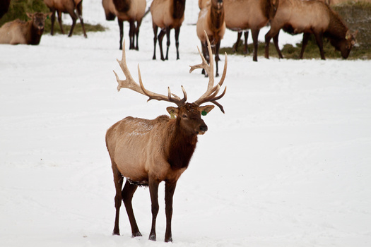 Chronic Wasting Disease was first detected in Wyoming in 1985. According to the Wyoming Game and Fish Department, as of 2023, the disease had been identified in 92% of the state's mule deer herds and 49% of its elk herds. (Adobe Stock)