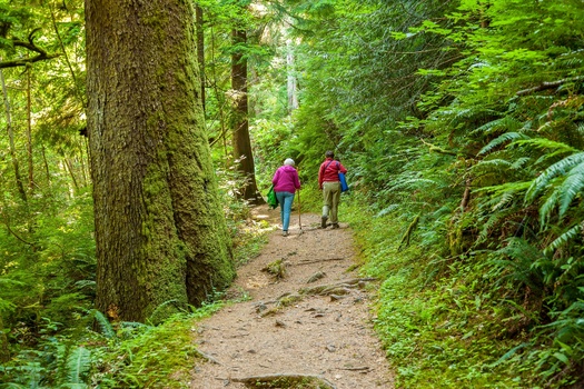 Less than 10% of forests in the lower 48 remain untouched by logging or development. (Bob/Adobe Stock) 