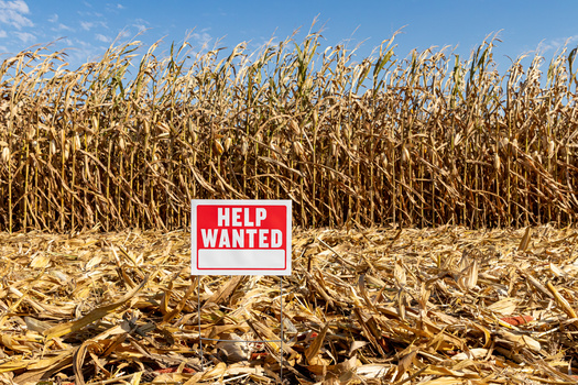 More than half of U.S. crop workers are undocumented immigrants or seasonal H-2A visa workers. Mass deportations would reduce workers in the farming industry without a workforce reserve to bolster it. (Adobe Stock)