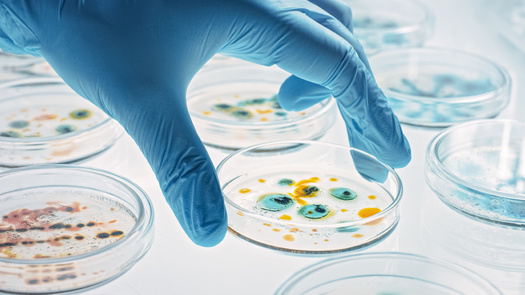 Researchers in industries from food production to textiles to technology are using microbes to make products like bioplastics, biofuel, metals and animal feed. (Adobe Stock)