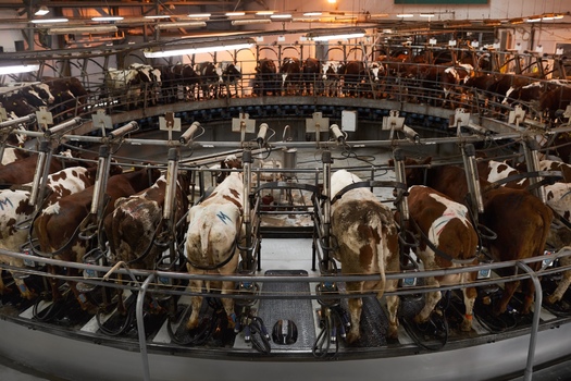 Proponents of factory farms argued moving millions of livestock off pastures and into high-density operations, where in many cases animals cannot even move around, conserves valuable farmland. (Adobe Stock).