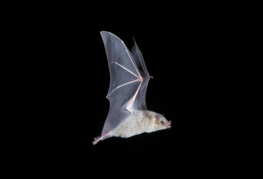 The Mexican long-nosed bat could only be differentiated from the lesser long-nosed bat by capturing the species in hand and measuring the bat's third finger, according to Bat Conservation International. (J. Scott Altenbach/Bat Conservation International)