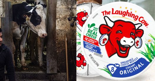 Depictions on food marketing often do not reflect actual conditions for cows and other animals being raised in factory farms. (We Animals)