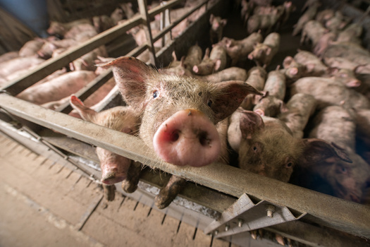 Prior to this legislative session, a North Dakota task force studied ways to update setback standards for animal feedlot operations and how close they sit near townships. It comes amid growing national debate over the harmful effects of so-called factory farms. (Adobe Stock)