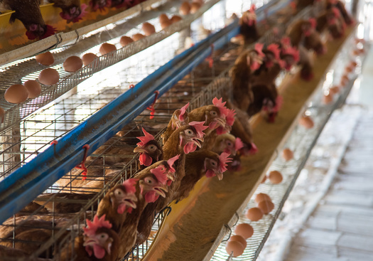 Salmonella, campylobacter, listeria and E. coli are among the leading bacterial causes of foodborne illnesses resulting in hospitalizations and death. (Adobe Stock)