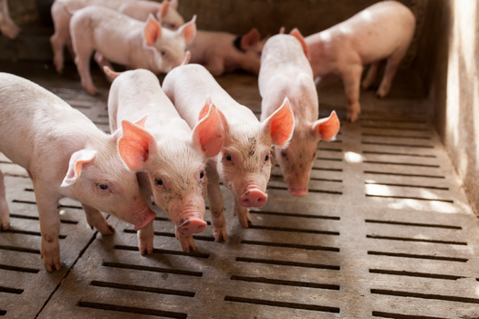 Indiana raises about 4.5 million hogs annually, making it the nation's 5th largest pork producer, according to the U.S. Department of Agriculture. (Adobe Stock) 