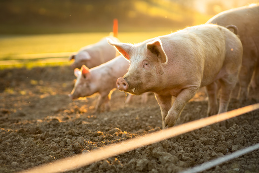 People living within many miles of industrial swine operations feel the effects of ammonia pollution. (lightpoet/Adobe Stock)