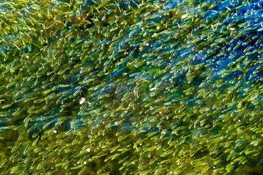 Osprey, bluefish, red drum and cobia rely on menhaden populations for food. (Adobe Stock)