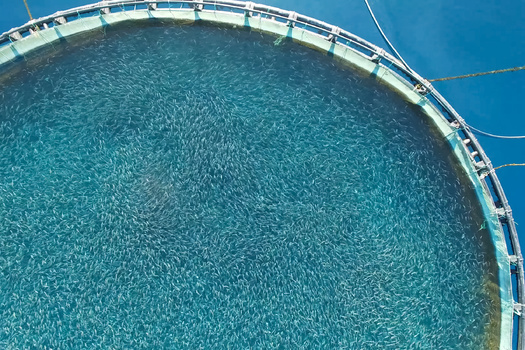 Farmed seafood products make up half of the world's seafood supply, but U.S. production lags, leading to a $16.9 billion seafood deficit in the United States in 2020, according to NOAA. (Adobe Stock) 