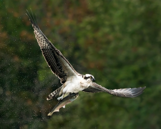 Menhaden are a critical part of the diet of ospreys in the Chesapeake Bay region. A study showed when menhaden stocks are low, osprey chicks have a diminished chance of surviving to adulthood. (Adobe Stock)