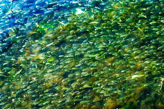 While New York state's menhaden catch laws went into effect in 2019, the Atlantic States Marine Fisheries Commission set a coast-wide catch limit on menhaden in 2012. (Adobe Stock)