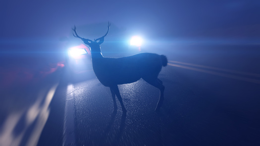 Virginia motorists collide with many animals, including bald eagles, according to Meg Gammage-Tucker, president of the Wildlife Center of Virginia. (Adobe Stock)