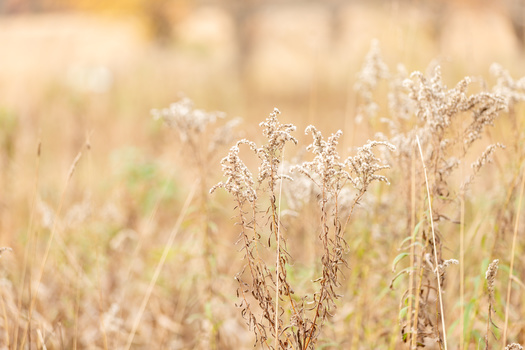A new study looking at drought impacts on grasslands found that such lands in China saw a 43% reduction in annual productivity, compared with just a 25% reduction in North America under the same conditions. (Adobe Stock)