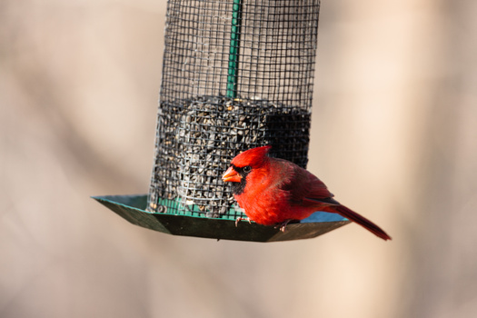 The most identified bird in the United States in 2024 was the Northern Cardinal. (Adobe Stock) 