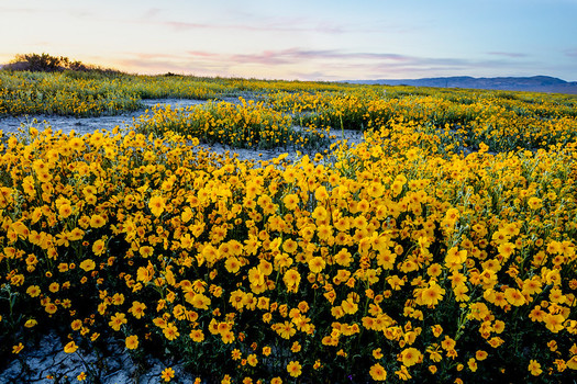 In 2023, the Biden administration ordered a Bakersfield oil company to remove old oil rigs from Carrizo Plain National Monument in Central California. (Bob Wick/BLM)