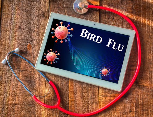 According to the Centers for Disease Control and Prevention, there have been no human-to-human transmission of bird flu but more than 60 people across the United States have been infected from exposure to sick animals. (frank/Adobe Stock)