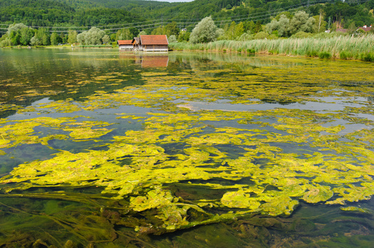 The Environmental Protection Agency said excess nitrogen and phosphorus cause an overgrowth of algae in lakes and if algal blooms occur, the toxins they produce can be harmful to human health and aquatic life. (Adobe Stock)